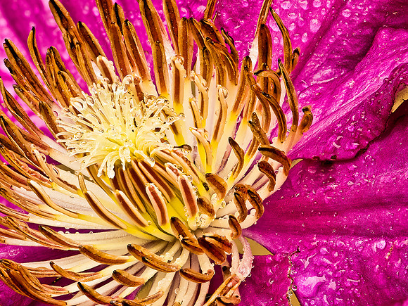 Clematis