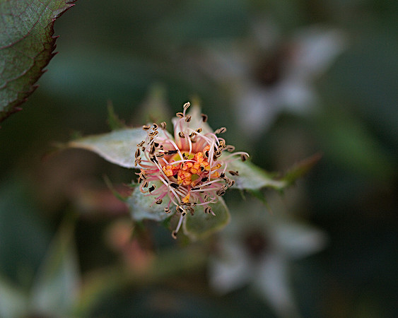 After the Rose
