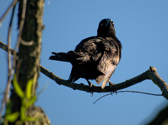 Blackbird