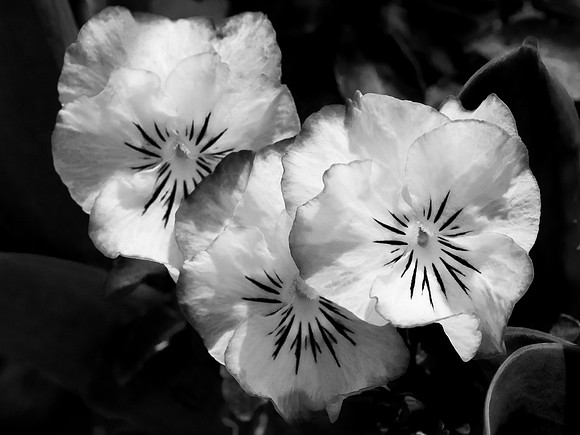 Pansies