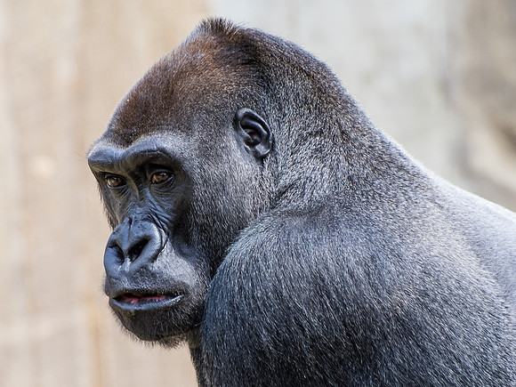Lowland Gorilla