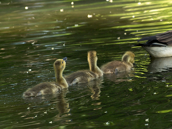 Goslings