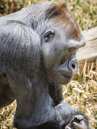 Lowland Gorilla