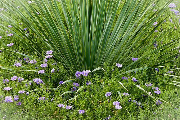 Garden Splash
