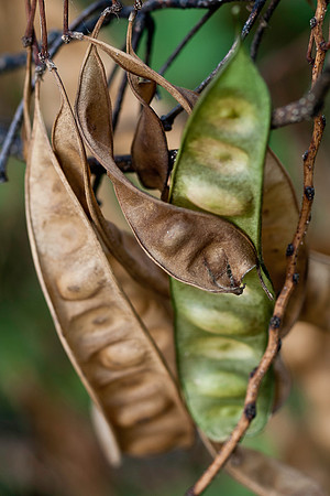 Mimosa Pods