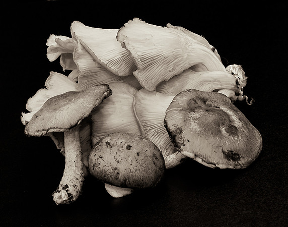 Mushrooms 32