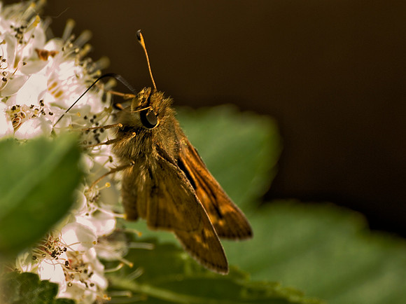 Small Butterfly