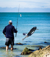 Fish? This way!