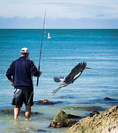 Fish? This way!