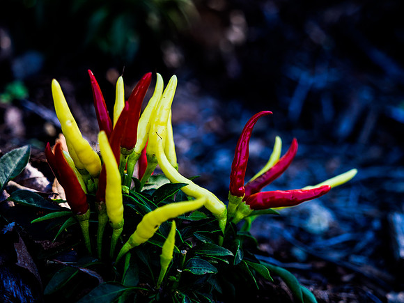 Arboretum Peppers