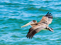 Pelican 88