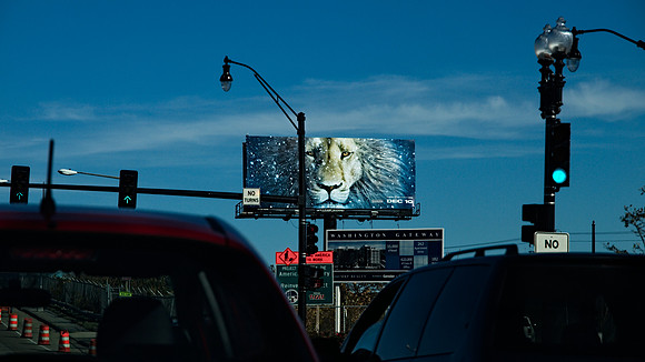 King of the Jungle
