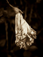 Fading Hibiscus 25
