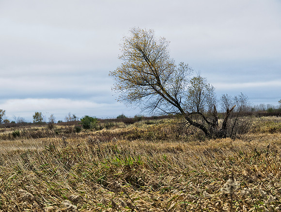 Illinois Prairie 1