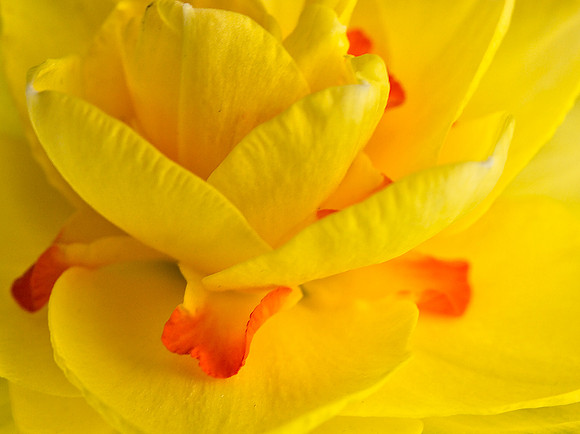 Spring Yellow