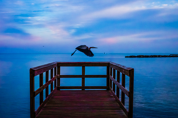 Dockside Heron