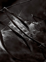 Milkweed