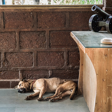 Sleeping Dog