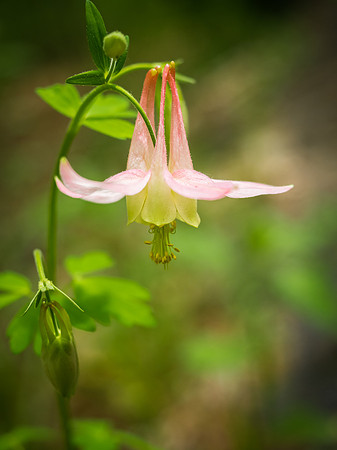 Columbine 501