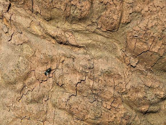 Fly on the Wall