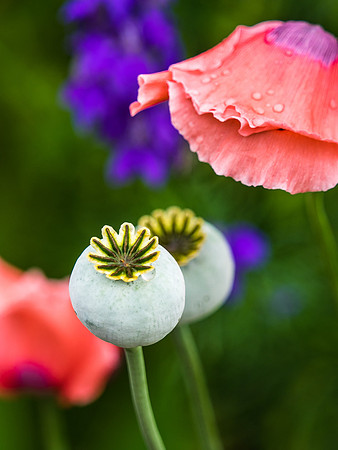 Budding