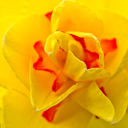 Spring Yellow