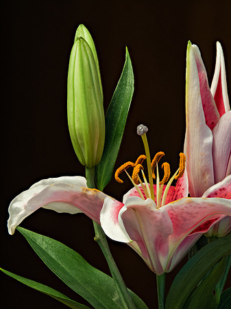 Lily 15-54