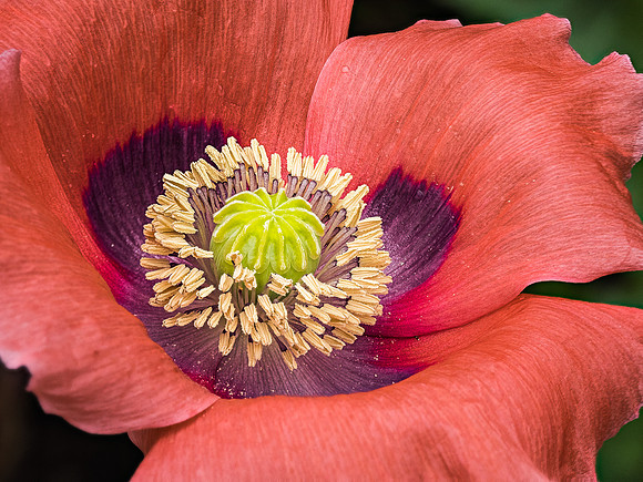 Poppy Blossom 18-41