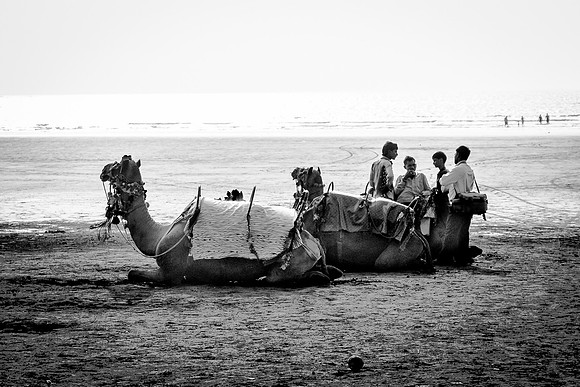Camels on the Beach