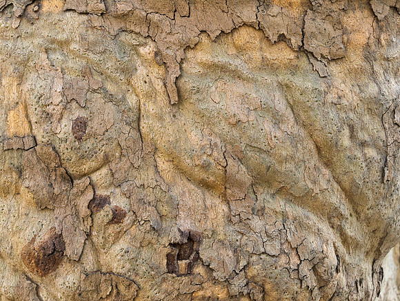 Bark