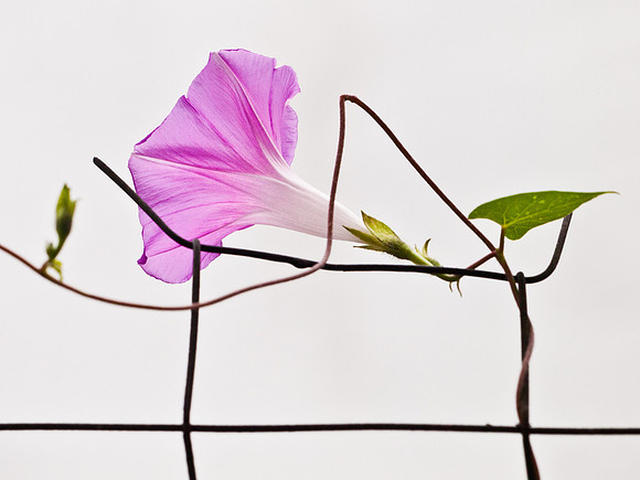 On the Fence