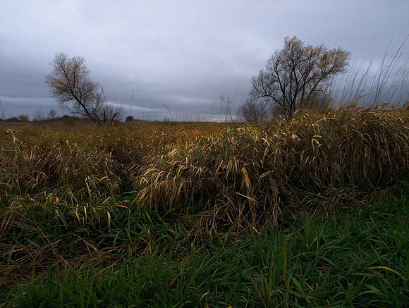 Illinois Prairie 2