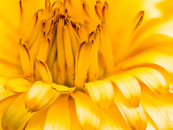 Yellow Huddle
