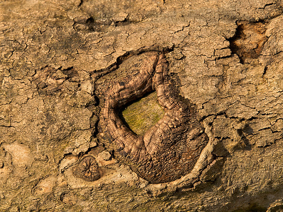 Bark 4