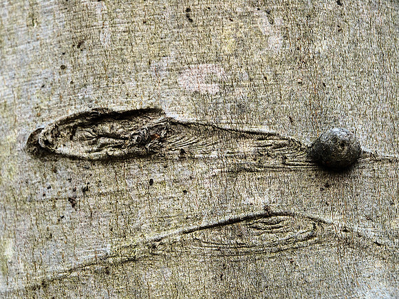 Beech