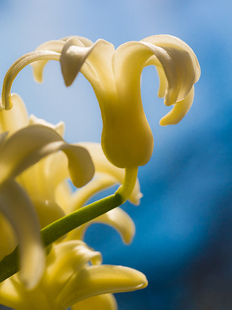 Hyacinth