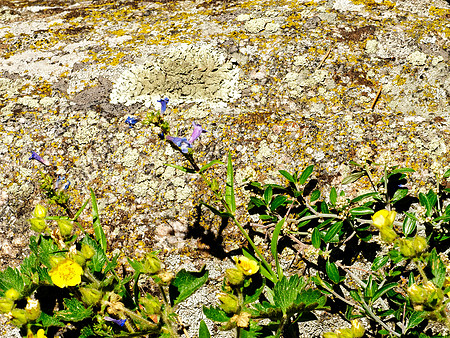 Lichen 787