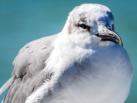 Seagull 89