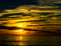 Pelican at Sunset