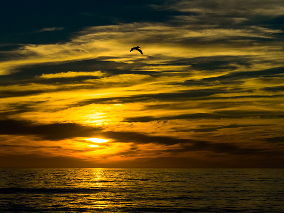 Pelican at Sunset
