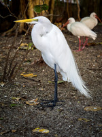 Egret