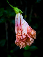 Fading Hibiscus 25