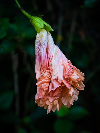 Fading Hibiscus 25