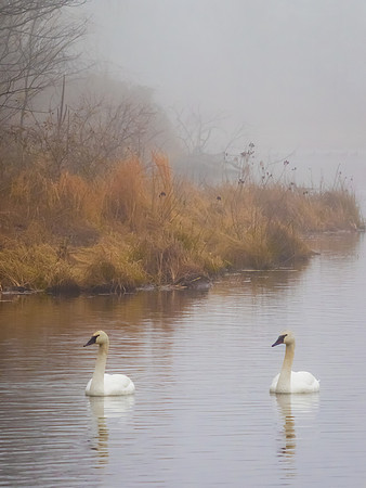 Morning with Swans