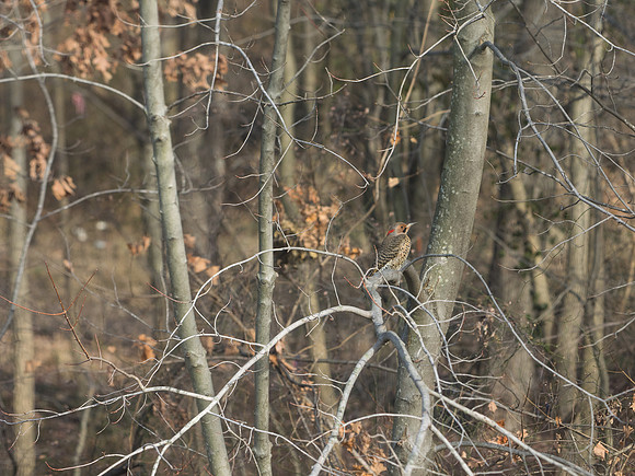 Northern Flicker