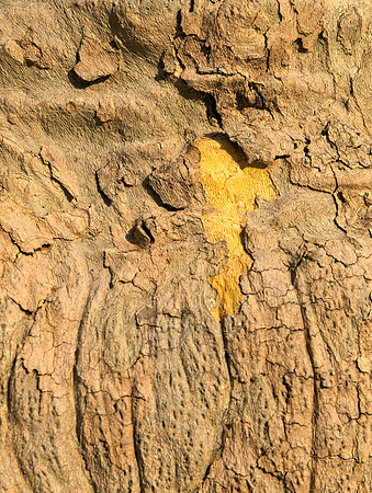 Bark
