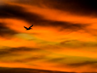 Pelican at Sunset 27