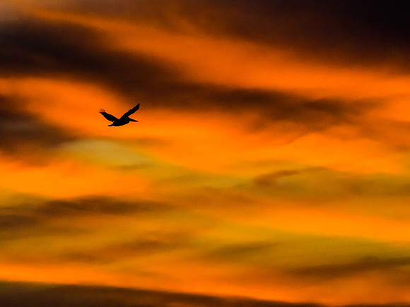 Pelican at Sunset 27