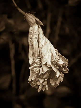 Fading Hibiscus 25