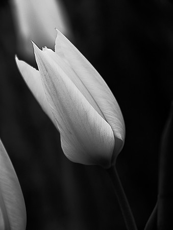 Tulip